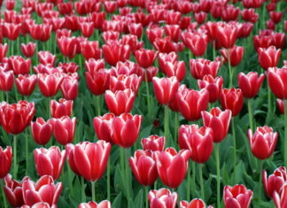 Le bulbose 784 0 097 Le bulbose